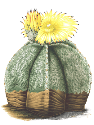 astrophylum cactus