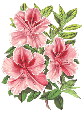 azalea indica flower illustrations