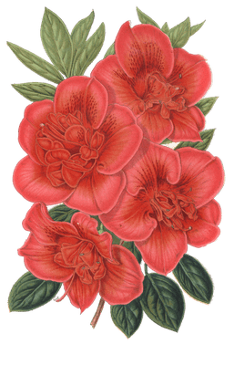 azalea indica francois devos flower illustrations