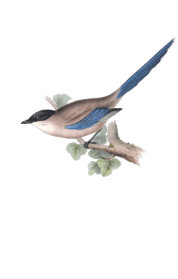 azure winged magpie