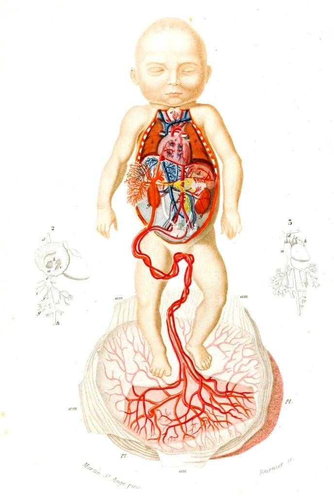 baby and placenta illustration by Charles d Orbigny