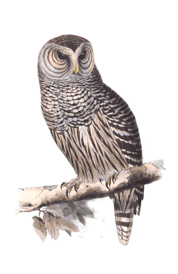 barred owl