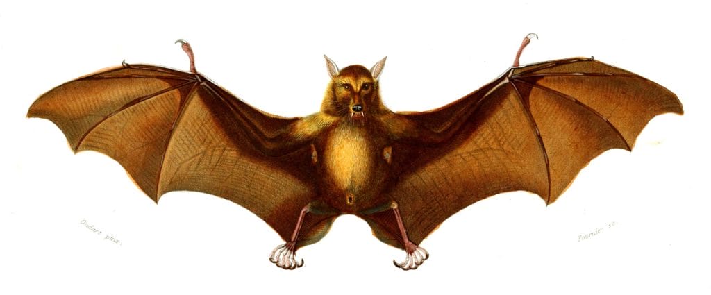 bat illustration by Charles d Orbigny
