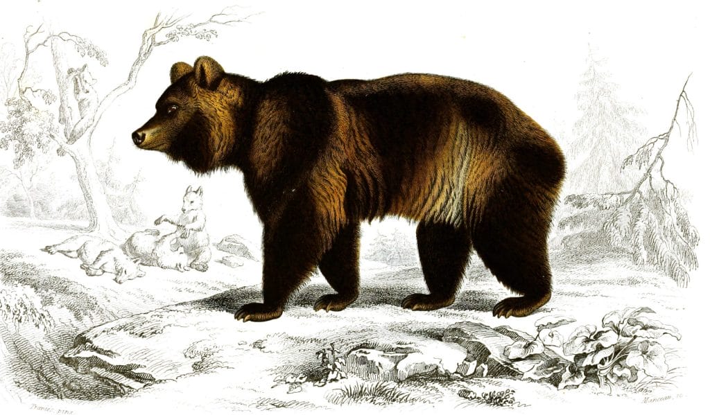 bear illustration by Charles d Orbigny