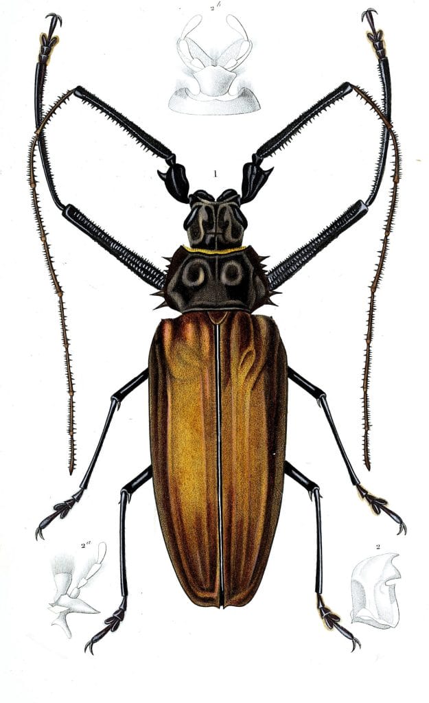 beetle 1 illustration by Charles d Orbigny