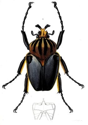 beetle 2 illustration by Charles d Orbigny