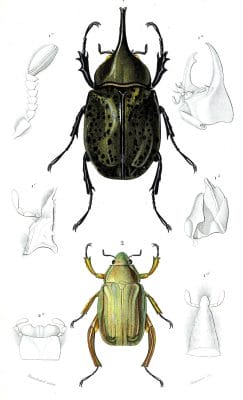 beetle 3 illustration by Charles d Orbigny