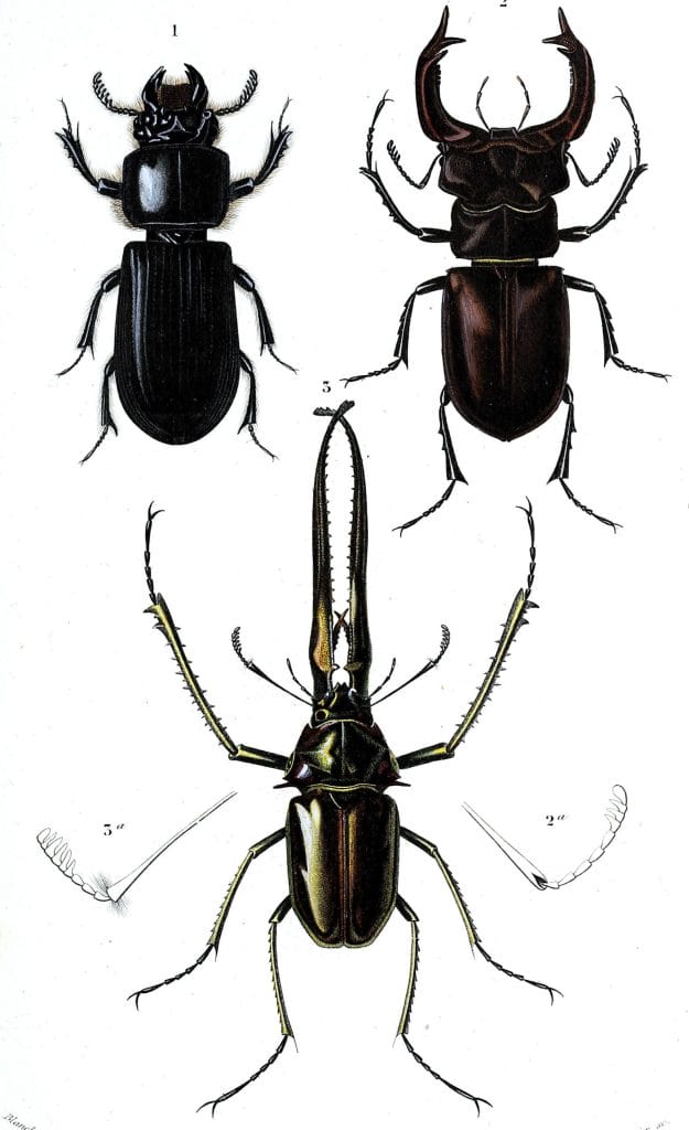 beetle various 1 illustration by Charles d Orbigny