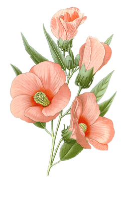 bibiscus roseus