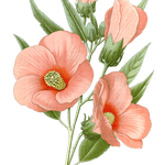 bibiscus roseus