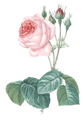 big rose flower vintage illustration