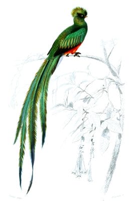 bird of paradise illustration by Charles d Orbigny