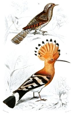 bird2 illustration by Charles d Orbigny