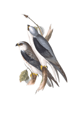 black winged kite