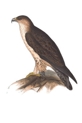 bonellis eagle