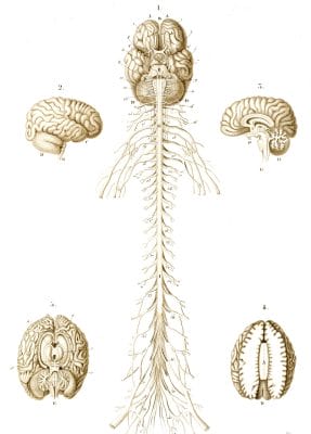 brain and nervous system illustration by Charles d Orbigny