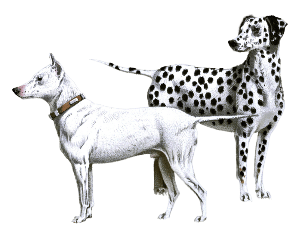 bull terrier and dalmation dogs illustration by Vero Shaw