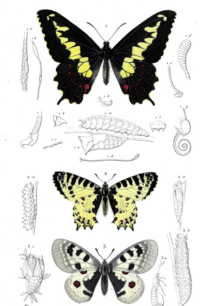 butterfly various 2 illustration by Charles d Orbigny