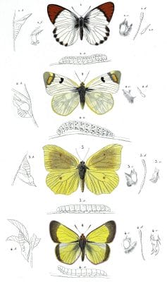 butterfly various 3 illustration by Charles d Orbigny