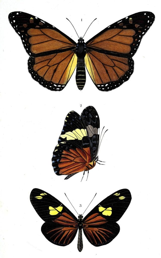 butterfly various 4 illustration by Charles d Orbigny