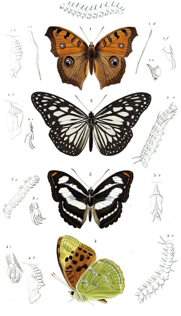 butterfly various 5 illustration by Charles d Orbigny