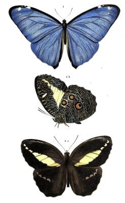 butterfly various 6 illustration by Charles d Orbigny