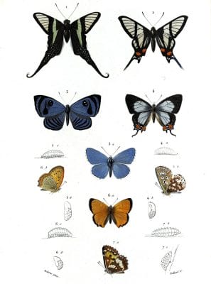 butterfly various illustration by Charles d Orbigny