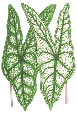 caladium belleymei