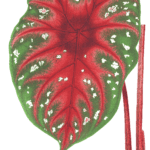caladium dug