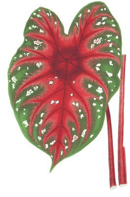 caladium dug