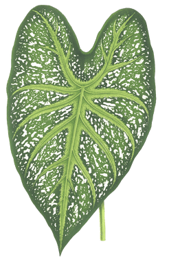 caladium mirable leaf
