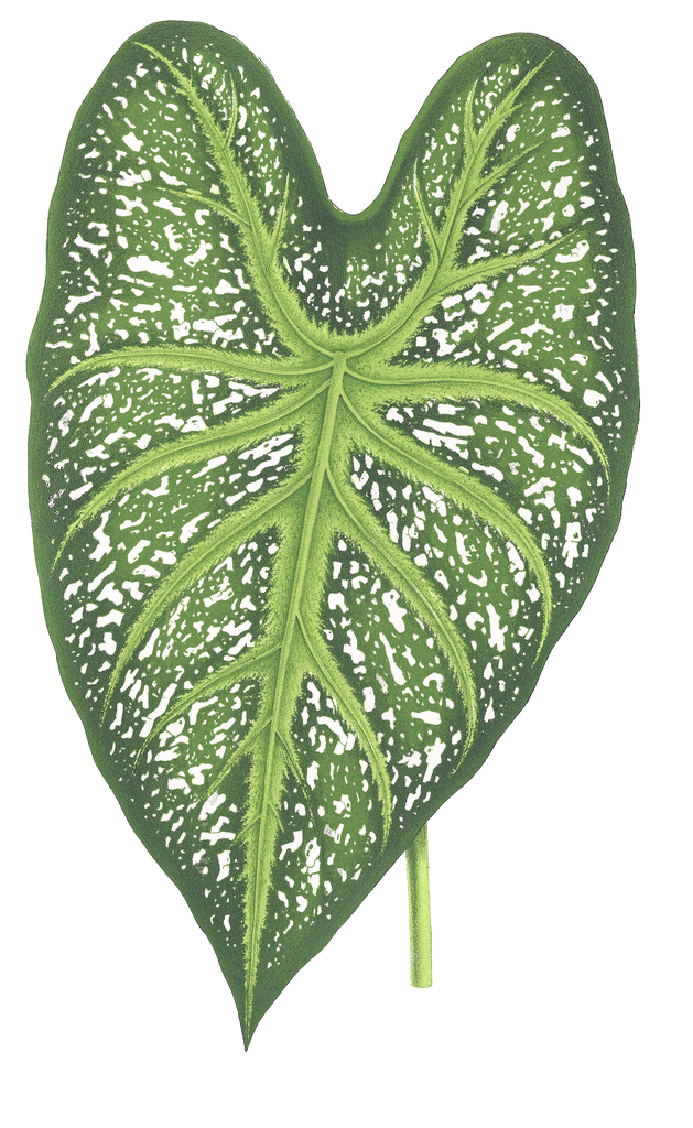 caladium mirable leaf