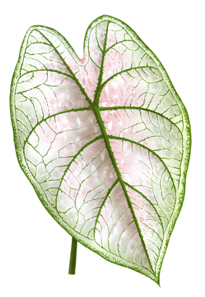 caladium perle leaf