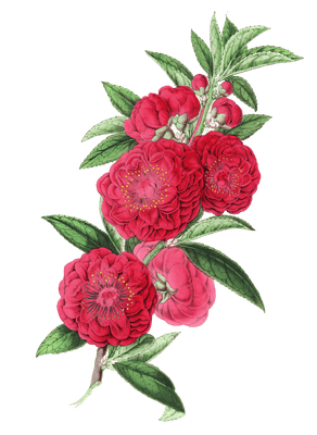 camellia flower illustrations