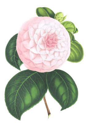 camellia pink flower illustrations
