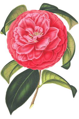 camellia red flower illustrations