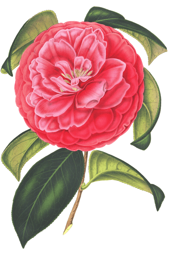 camellia red flower illustrations