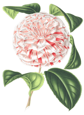 camellia white and pink flower illustrations