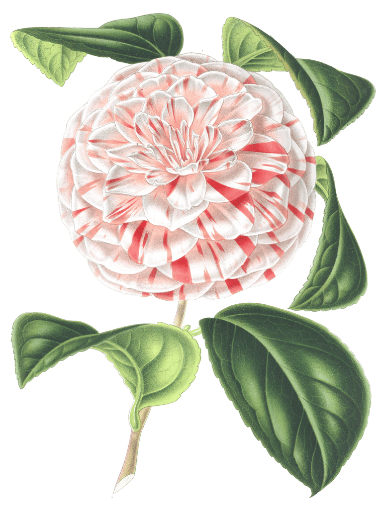 camellia white and pink flower illustrations