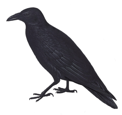 carrion crow