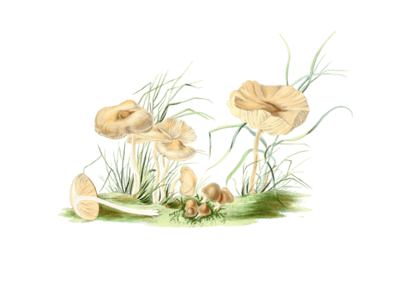 champignons - Free Vintage Illustrations