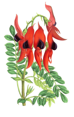 chanthus dampieri flower illustrations