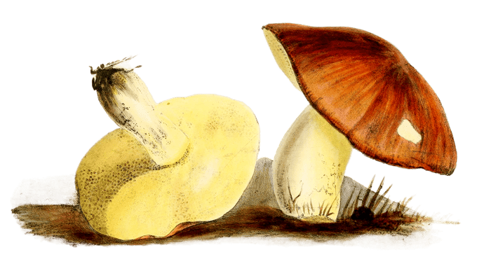 chestnut boletus