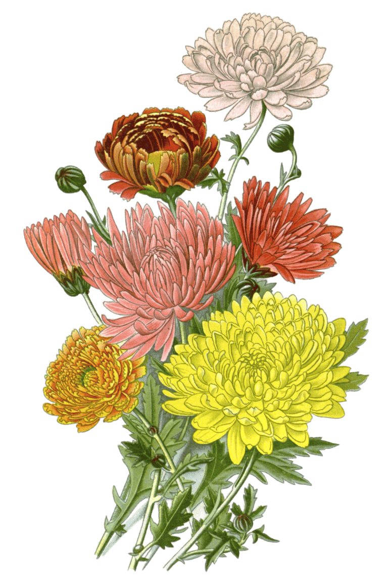 chrysanthemums 2 - Free Vintage Illustrations