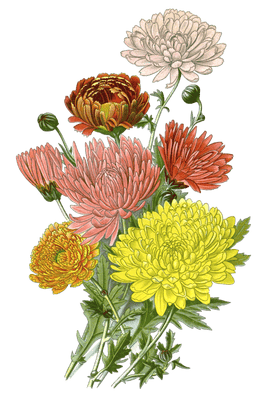 chrysanthemums 2