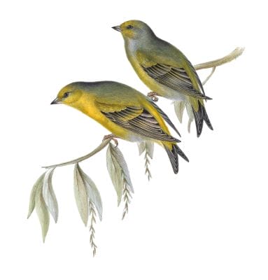 citril finch