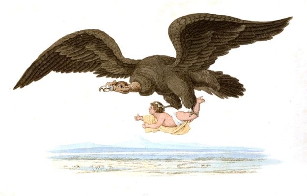 condor vulture with child