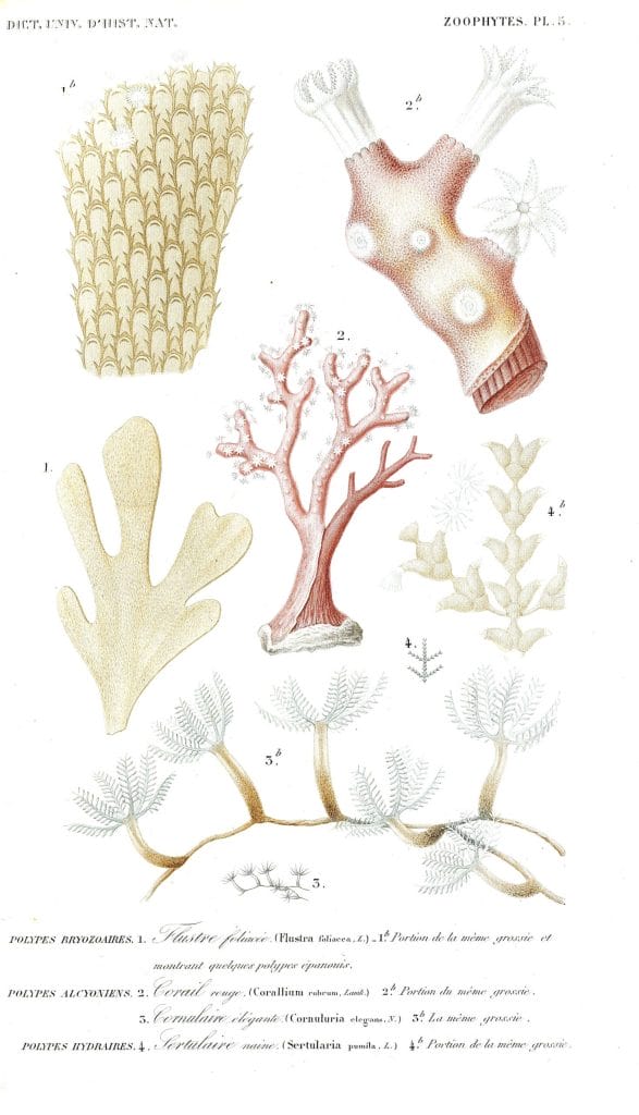 coral illustration by Charles d Orbigny