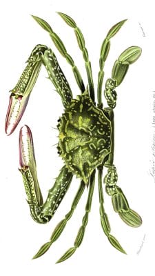 crab illustration by Charles d Orbigny