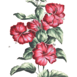crimson hibiscus flower vintage illustration